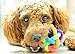 Toy Ball for Dogs with Bell - Dental Treat, Bite Resistant, Indestructible Non-Toxic Strong Tooth Cleaning Dog Toy Balls for Pet Training, Playing, Chewing - Soft Rubber, Bouncy, Tennis Ball