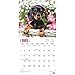 Dachshund Puppies 2017 Wall Calendar