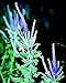 Lead Plant (Amorpha canescens) - 200 Pure Live Seed Packet