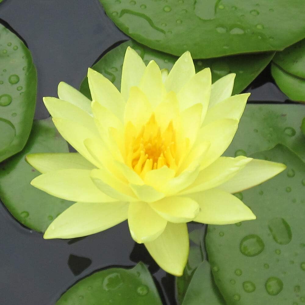 Amazon Com Live Water Lilies Rhizomes Tubers Pre Grown Hardy Lilies In White Red Yellow Pink Yellow Garden Outdoor