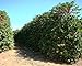 Brazil Green Unroasted Coffee Beans 2 Pounds