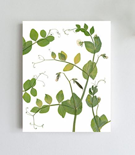 Snap Peas Print - Culinary Wall Art - Kitchen Decor - Unframed - 5X7, 8X10, 11X14 or 16X20 Sizes
