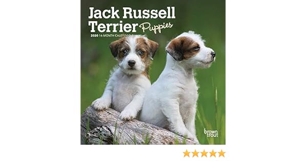 Amazon Com 2020 Jack Russell Terrier Puppies Mini Wall Calendar