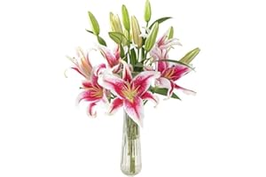 KaBloom PRIME NEXT DAY DELIVERY : Valentine's Day Collection - Sailor's Sunset Bouquet of 5 Fresh Pink Lilies with Vase Gift for Anniversary, Get Well, Thank You, Valentine, Mother’s Day Flowers