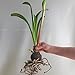 Amaryllis Bulb Green and Red Amaryllis Half & Half - Fast Blooming! |Ships from Easy to Grow TM