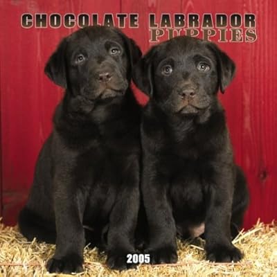 chocolate retriever puppies