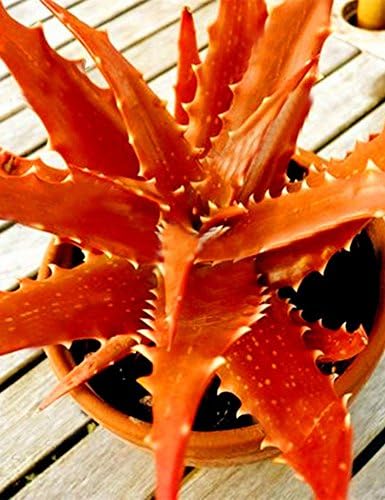 ADOLENB Seeds 50 pcs Muticolor Aloe Vera (Aloe barbadensis) Seeds, First Aid Plant Bonsai Seed, Indoor Plants Succulent for Balcony, Garden, Home