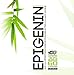 EPIGENIN (Epicatechin 250mg + Laxogenin 50mg x 60ct) by EVOGANICA