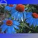 Rare 'Yangko' Light Blue Echinacea Purpurea, Big Blooms Blue Petals with Orange Heart Hybrid Flowers