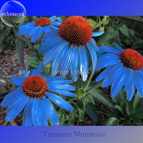 Rare 'Yangko' Light Blue Echinacea Purpurea, Big Blooms Blue Petals with Orange Heart Hybrid Flowers
