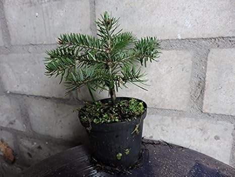 5 Stk. Nordmanntanne Ambrolauri - (Abies nordmanniana) Topfware 8-12 cm 3 jährig