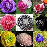 Zaunelement *Anna Outdoor* aus Cortenstahl: Amazon.de: Garten