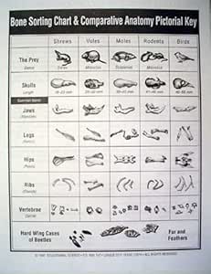Amazon.com: Owl Pellet Bone Sorting Charts(15) BC101: Everything Else