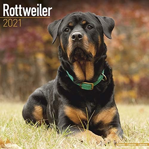 rottweiler original breed