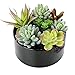 MyGift 6-Inch Decorative Black Glazed Tabletop Round Ceramic Planter Pot with Assorted Artificial Succulents