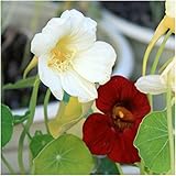Package of 110 Seeds, Night & Day Nasturtium (Tropaeolum Majus) Non-GMO Seeds By Seed Needs