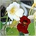 20 Flower Seeds, Nasturtium "Night & Day" (Tropaeolum Majus) Seeds By Seed Needs