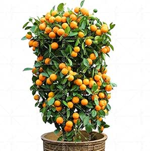 Amazon.com: MAPPLEGREEN 40 piezas Bonsai naranja maceta comestible