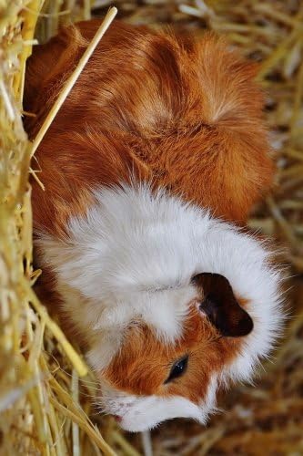 Fluffy Guinea Pig Resting on Hay Journal: Take Notes, Write Down Memories in this 150 Page Lined Journal Paperback – 18 Jun 2017