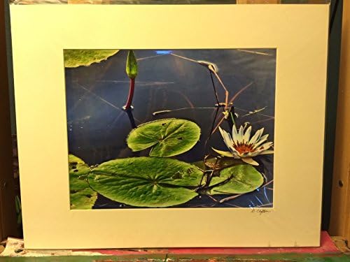 Photograph of Water lilies CO Matted 16" x 20" actual size 11" x 14" By Sandy