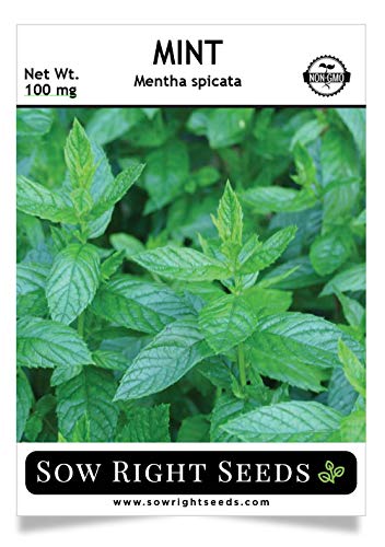Sow Right Seeds - Mint Seed for Planting - Non-GMO Heirloom Seeds - Full Packet Instructions for Planting an Herbal Tea Garden, Indoors or Outdoor; Great Gardening Gift (1 Packet). Sow Right Seeds - Mint Seed for Planting - Non-GMO Heirloom Seeds - Full Packet Instructions for Planting an Herbal Tea Garden, Indoors or Outdoor; Great Gardening Gift (1 Packet).