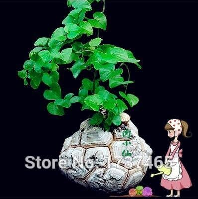 Homely Rela, 45 Pcs/Lot Dioscorea,Tortoise Shell Dragon Dioscorea Elephantipes Seed Home Garden