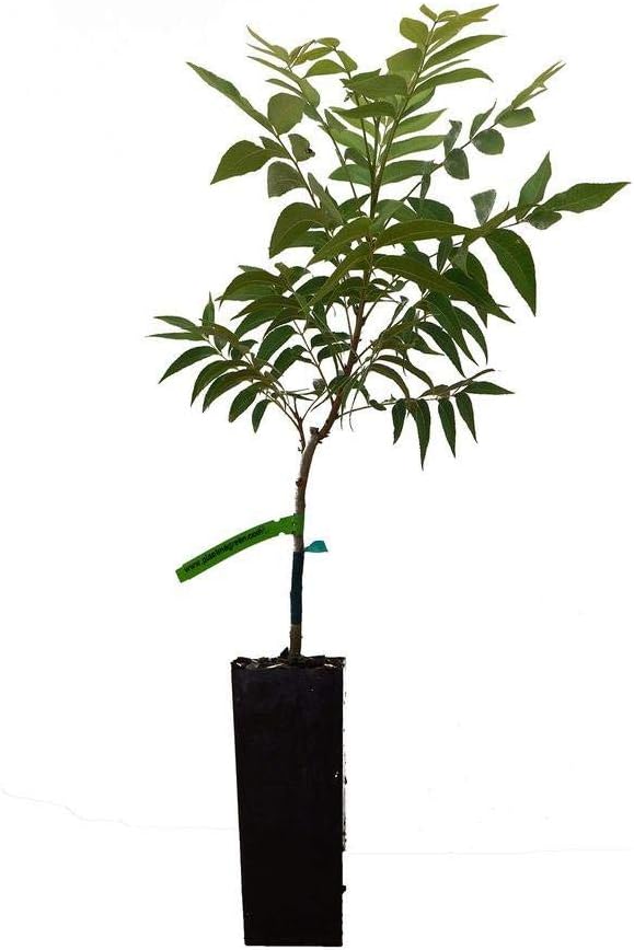 Stuart Pecan Tree, attractive foliage, harvest your own