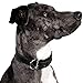 Logical Leather Padded Dog Collar - Best Full Grain Heavy Duty Genuine Leather Collar - Black - Large