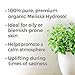 Plant Therapy Melissa Organic Hydrosol 4 oz (Flower Water) by-Product of Essential Oils