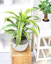 Dracaena Lemon Lime