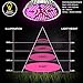 100W LED Grow Light Bulb - Full Spectrum Lamp for Indoor Plants, Garden, Flowers, Vegetables, Greenhouse & Hydroponic Growing, E27 Base with 150 LED's (AC85-265V) by Easy Bright