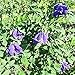 Butterfly Pea Flower Powder | 100% Organic, Authentic Thai Origin, Premium Culinary Grade | Caffeine-free Natural Energy & Focus Booster Anti-oxidant for Beverages, Smoothies, Baked Goods