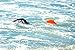Speed Hound Triathlete's #1 Choice Swim Buoy (Safety Orange, X-Large 28L)