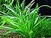 AquariumPlantsFactory 10+ Dwarf Sagittaria Subulata Carpet Foreground Freshwater Live Aquarium Plants BUY2GET1FREE