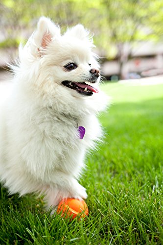 Hartz Dura Play Bacon Scented Dog Ball - Small (Colors Vary)