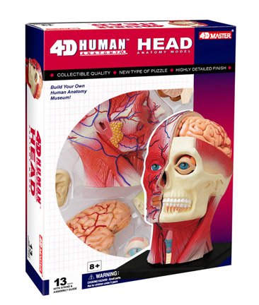 Learn about Human Anatomy - Head with 14 detachable parts & stand (Age 8+)