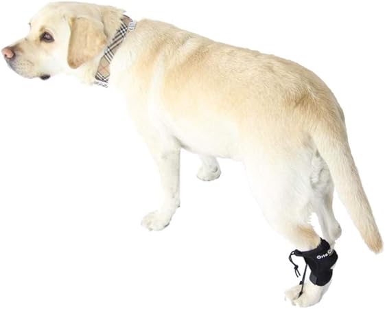 dog foot brace for knuckling