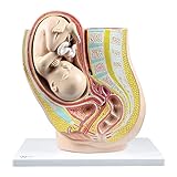 Walter Products B10447 Female Pregnancy Pelvis