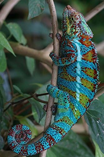 Panther Chameleon Journal: 150 page lined notebook/diary