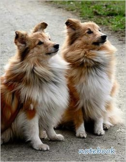 sheltie cute