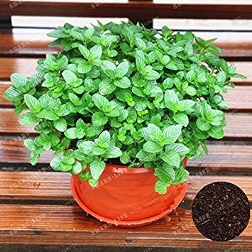 Home Garden 100 Lemon Mint Seeds Aroma Herb Plants Hackah Albensis Seeds Herb Plant For Easy Growth Home Garden 100 Lemon Mint Seeds Aroma Herb Plants Hackah Albensis Seeds Herb Plant For Easy Growth