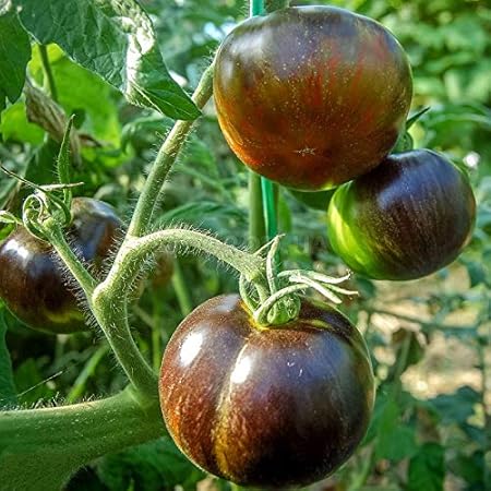 AGROBITS TomatoCoic Eclie - Chupete para Tomates (orgánico, 20D ...