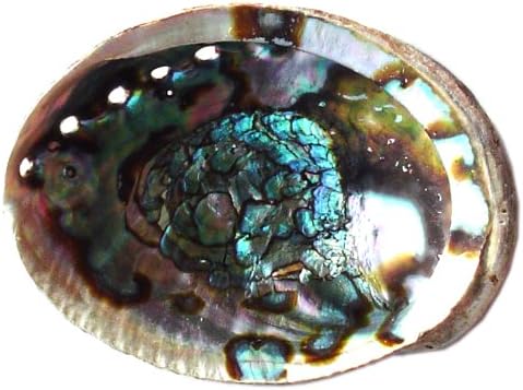 Incense Holder - Abalone Shell - Blue - 6" to 7"