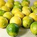 Florida Salt Scrubs Authentic Hand Made Soap, 4 Ounce, Key Lime