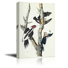 Beautiful Illustration of an Ivory-Billed Woodpecker by John James Audubon - Canvas Art Home Art - 12x18 inches