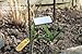 GardenMate Set of 25 Weatherproof Metal Plant Labels, Height 30cm, Label Area 9x3cm