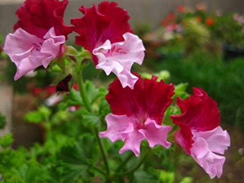 SALE! Rare Color Geranium Seeds Perennial Flower Seeds Pelargonium Graveolens Flowers for Rooms 30PCS SALE! Rare Color Geranium Seeds Perennial Flower Seeds Pelargonium Graveolens Flowers for Rooms 30PCS