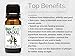 Biofinest Niaouli Essential Oil - 100% Pure Organic Therapeutic Grade - Best for Aromatherapy, Skin Care, Ease Stress Headache Acne Wounds Scars Muscle Arthritis Joint Pain - FREE E-Book (10ml)