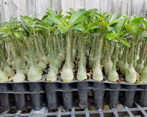 5 Pack Adenium Plant Desert Rose Obesum Succulent Bonsai Fat Seedling Live Plant WCRF24