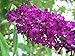 100 MIXED COLORS BUTTERFLY BUSH Buddleia Davidii Flower Shrub Seeds